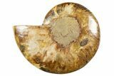 Cut & Polished Ammonite Fossil (Half) - Madagascar #345536-1
